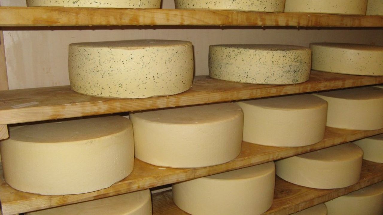 Ramsteinerhof Käse im Reiferegal Ramsteinerhof Käse im Reiferegal